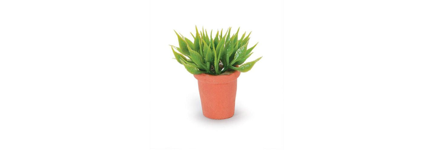 Our Mini House Plant Featured on Mandi's Houseplant Youtube Channel