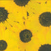 Sunflower Napkins | Sunflower Party Decor | Sunflower Printed Paper Napkins - 6.5x6.5in. Folded - 20 Pieces/Pkg. (fdp95226)