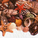 Seashell Partyware | Seashell Napkins | Exotic Seashell Designer Luncheon Napkins - 16 Pieces/Pkg. (fdppo514)