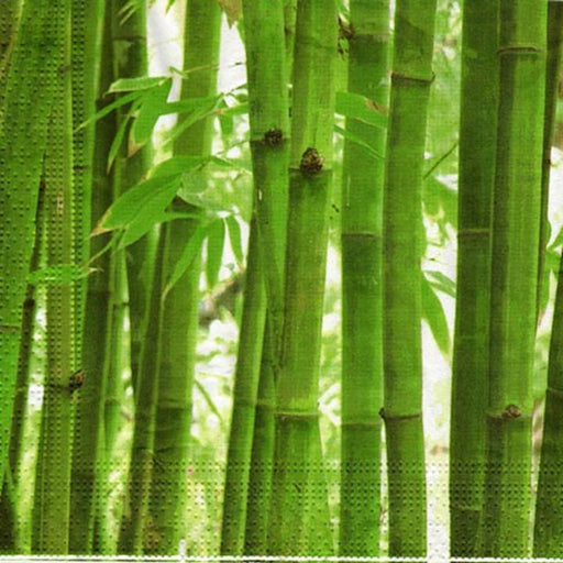 Bamboo Decor | Bamboo Napkins | Bamboo Forest Designer Luncheon Napkins - 16 Pieces/Pkg.  (fdppo629)