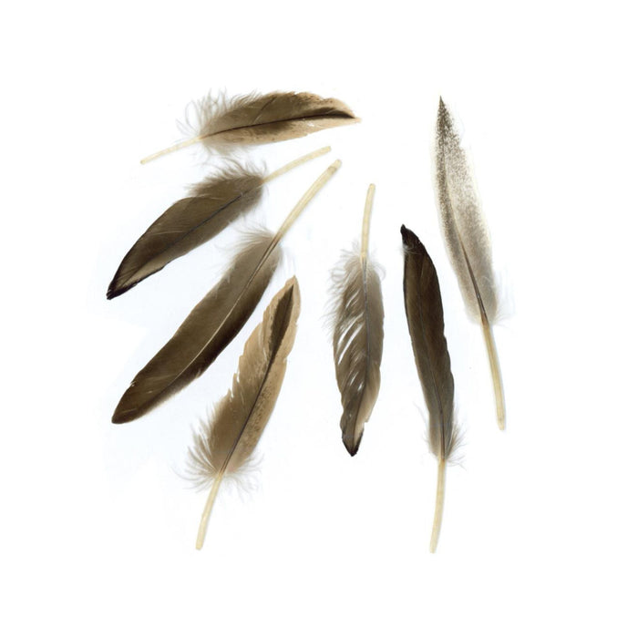 Gray Feathers | Grey Feathers | Natural Duck Cosse Feathers - Gray and White - 3in. to 4in. - .05oz (nmb253n)